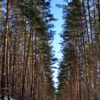 Сосновка :: Павел Трунцев