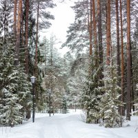 Лес в парке :: Светлана Мишенёва