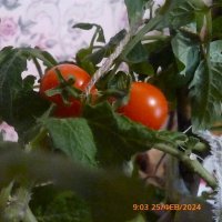 Зимние помидорки :: Mary Коллар