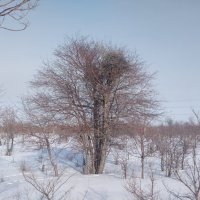 Боярка,зимой :: Андрей Хлопонин