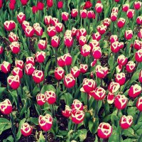 Цветов так много на Земле, но сердцу милы мне тюльпаны… :: Елена (ЛенаРа)