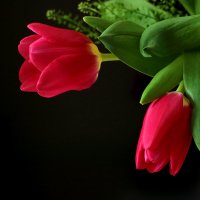 Мартовские тюльпаны :: Светлана 