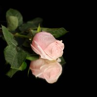 Розовая роза :: Irene Irene