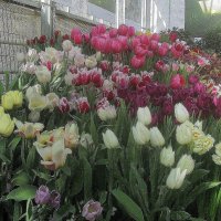 .. самые красивые весенние цветы-тюльпаны.. :: galalog galalog