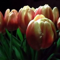 Тюльпаны в марте :: Елена 