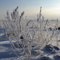 Зима,в степи. :: Андрей Хлопонин