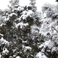 Первый снег в этом году :: Юрий Гайворонский