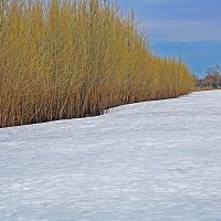 Апрель...Большой снежник на берегу Юганской Оби. :: Владимир 