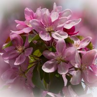 Яблони в цвету :: Светлана Тихонина