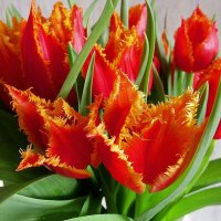 Тюльпаны - это дивные цветы... :: Ольга Довженко