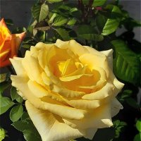 Роза жёлтого цвета тепла и света! :: Нина Андронова