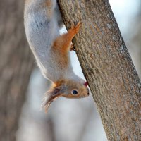 весенний  вкусный сок :: Andrey Bragin 