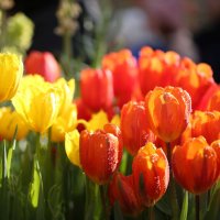 Тюльпаны, весна :: ZNatasha -