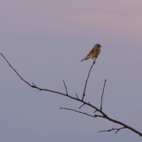 Птица на закате :: Vitaly 