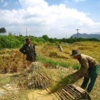 Уборка и обмолот риса на Суматре. :: unix (Илья Утропов)