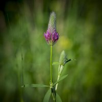 Клевер пурпурный (Trifolium purpureum) :: Александр Григорьев