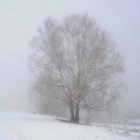 Берёза в тумане :: Александр Мотырев