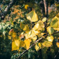 Осеня листва :: Николай Чекалин