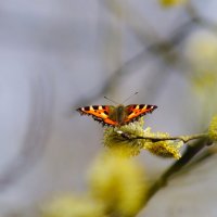 Бабочки конца марта 24   9 :: Александр Прокудин