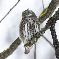 воробьиный сычик. :: юрий макаров