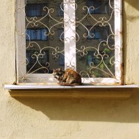 окно с кошкой :: Лера 