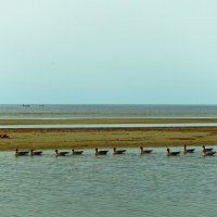 Перелётные казарки около Пярнуского залива :: Aida10 