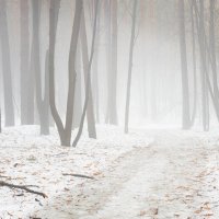В туманном лесу :: Валерий Вождаев