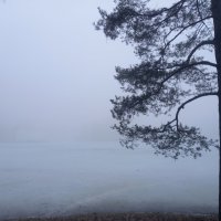 Туман :: Сапсан 