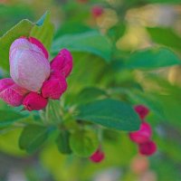 цветок яблони :: Giant Tao /