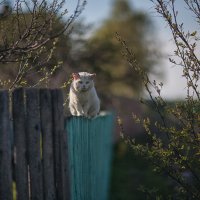 Весенний потрепанный дворовый кот после драки греет рваное ухо на солнышке :: Тимур Кострома ФотоНиКто Пакельщиков