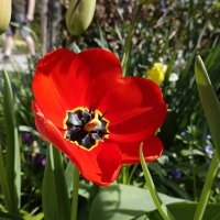 Красные тюльпаны - шёлковые чаши, По весне лазурной нет нежней и краше; .... :: Galina Dzubina