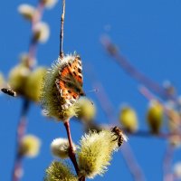 весенние бабочки 4 :: Александр Прокудин