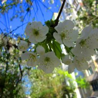 Весенние цветы :: Валентин Семчишин