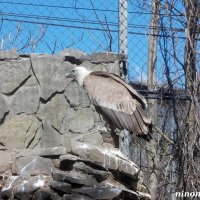 В ростовском зоопарке :: Нина Бутко