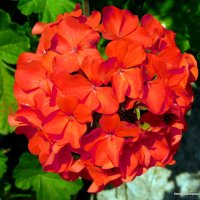 Цветок герани. :: Валерьян 