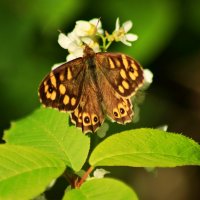 Первые бабочки Краеглазка эгерия :: Юрий. Шмаков