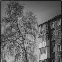 Дерево у дома :: Николай Чекалин