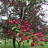 Расцветают яблони! :: Надежда 