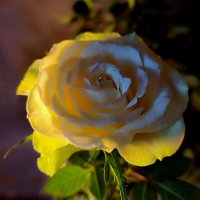 Комнатная роза :: Валентина Богатко 
