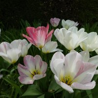 "Тюльпаны  ...Построились шеренгой вдоль дорожки Красивые цветы на стройной ножке. " :: Galina Dzubina