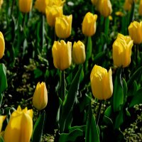 Желтые тюльпаны :: Referee (Дмитрий)