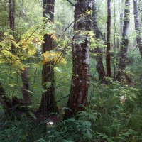 В лесу :: Валерий Вождаев