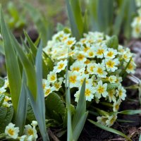Первые цветы весной :: Андрей Андросов