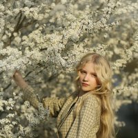 У цветущей вишни :: Олеся Стоцкая