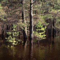 Затопленный лес :: Сергей Курников