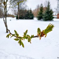 весна,апрель 2024,Санкт Петербург :: Laryan1 