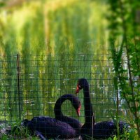 Чёрные лебеди на монастырском пруду :: Евгения 