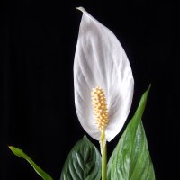 Цветок Спатифиллум :: Александр Белый