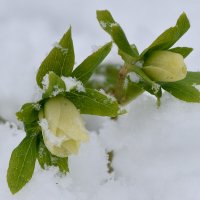 Такой странный апрель... :: Татьяна Глинская