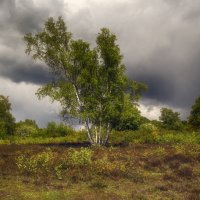 Про берёзку :: Андроник Александр 